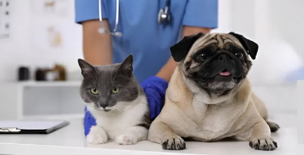 Projeto prevê dedução no Imposto de Renda de gastos com saúde de pets